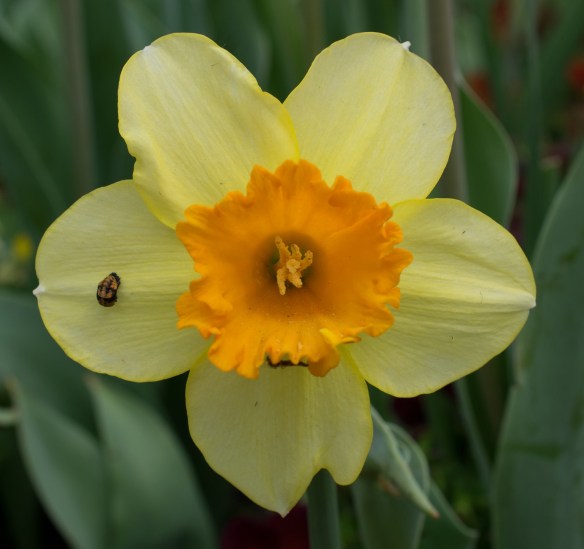 Daffodil at Dallas Blooms 2017