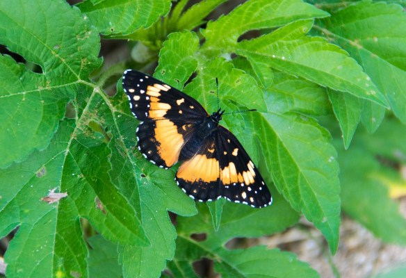 Red Admiral Butterfly