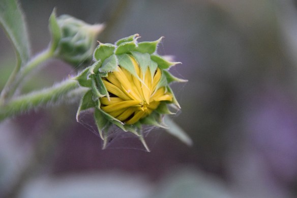 a Sunflower bud s