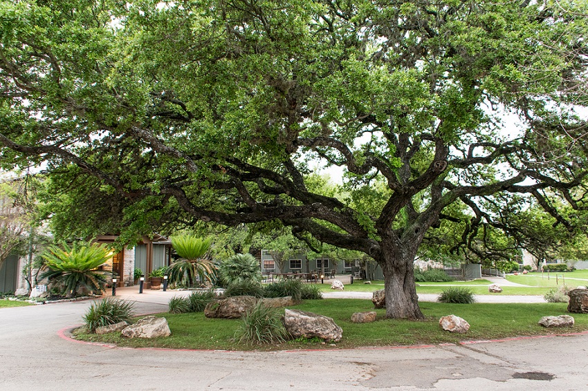 Tree at T Bar M Resort