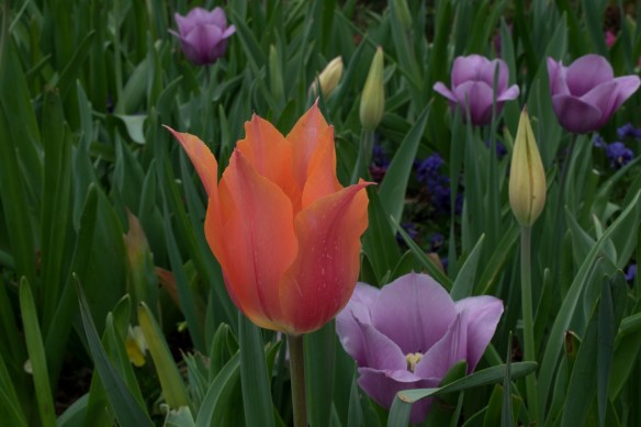 Tulips and greenery at Dallas Blooms 2017