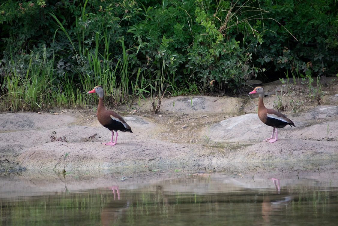 Black-bellied whistling ducks