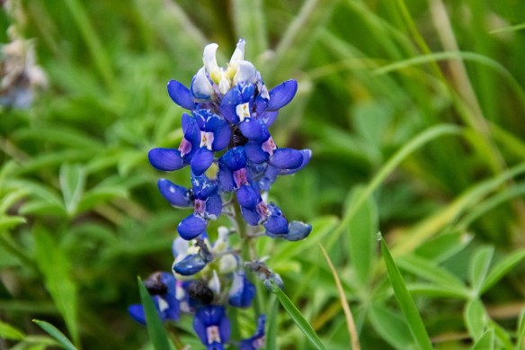 Bluebonnet