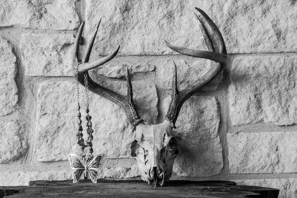 Butterfly and skull 4