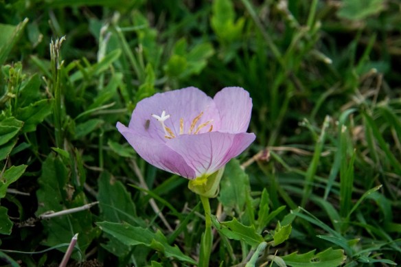 Evening Primrose with small guest