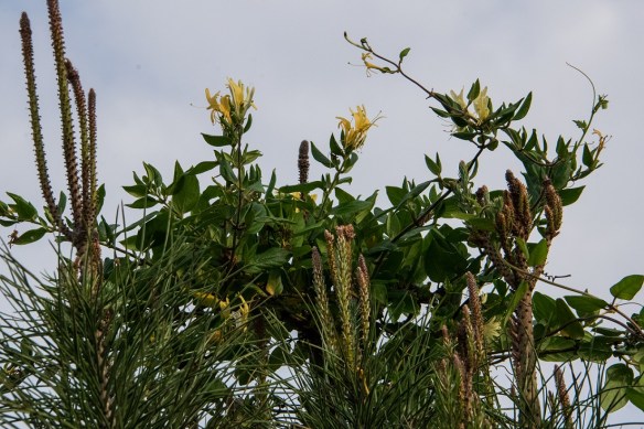 Honeysuckle vine that found its way to the top of an Italian Stone Pine tree