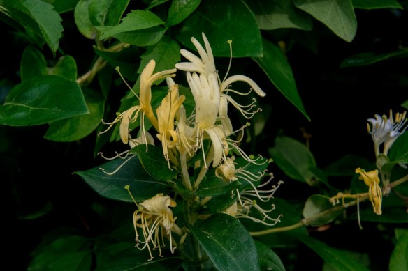 Honeysuckle vine on the fence
