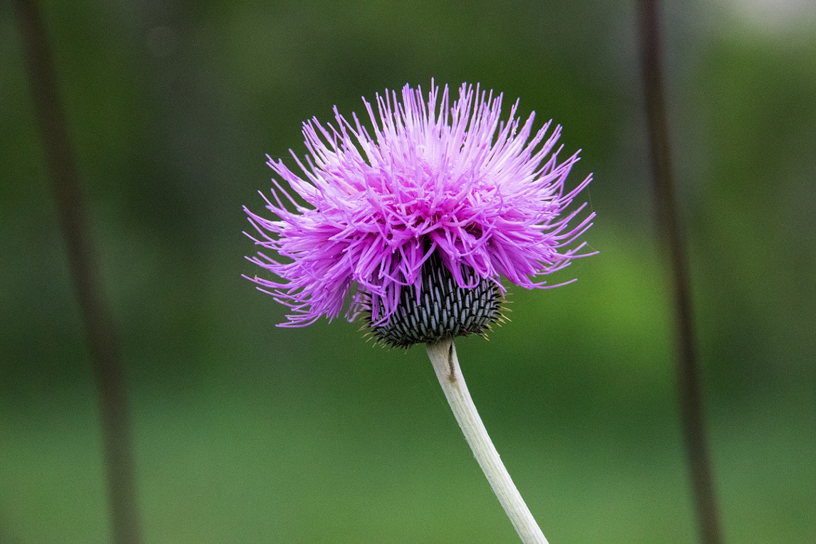 Thistle in the morning
