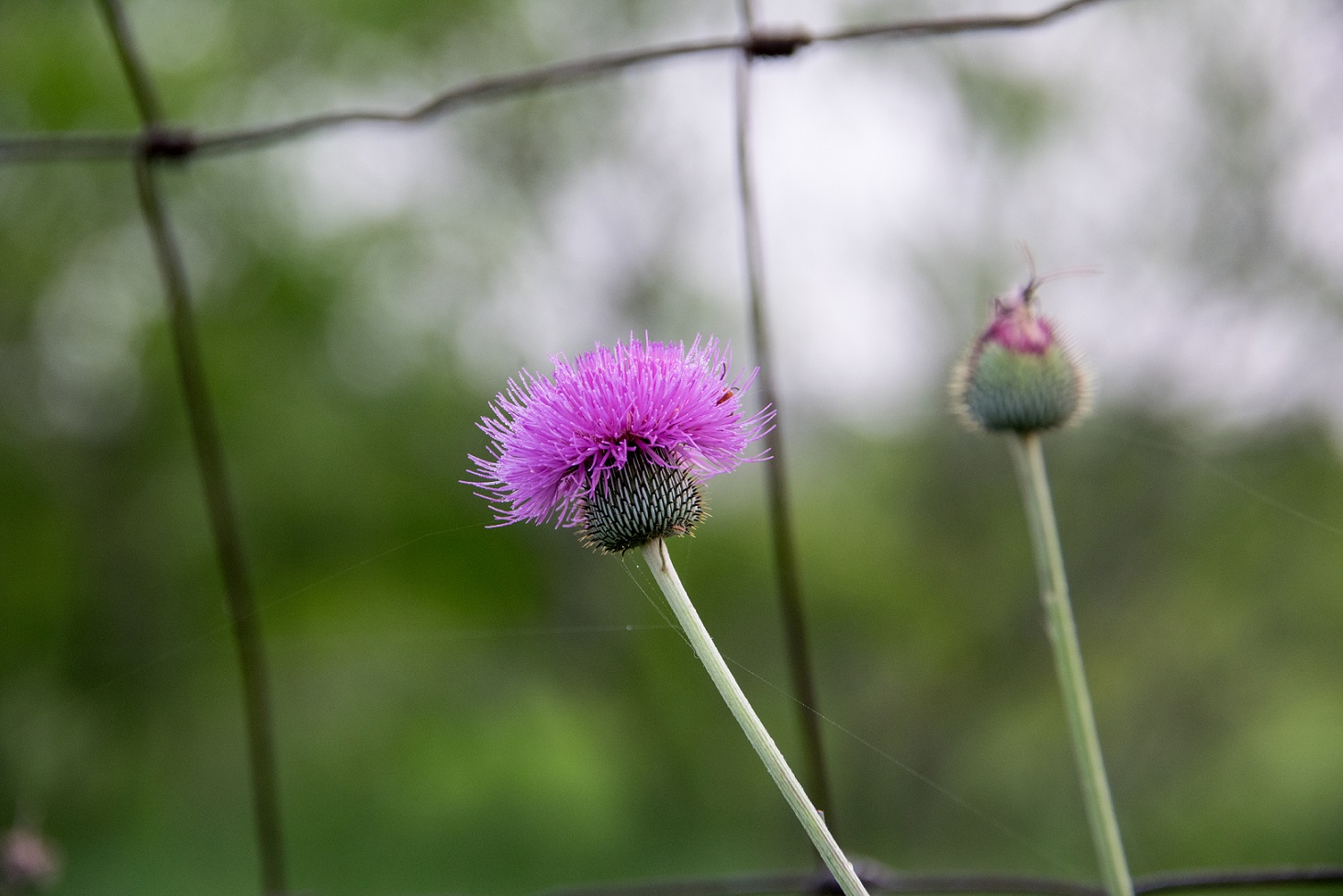 TreshaBarger-GoldenHour-wk16