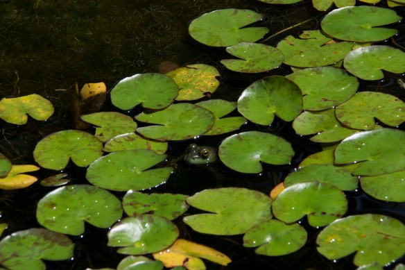Frog Pond (2a)