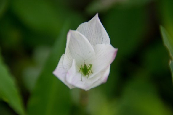 Rain lily with grasshopper