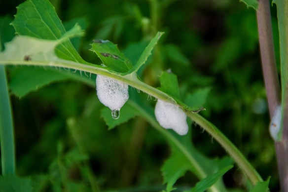 Spittlebug Foam. A spittlebug is the nymph phase of the Froghopper insect. It creates the foam for insulation and protection.