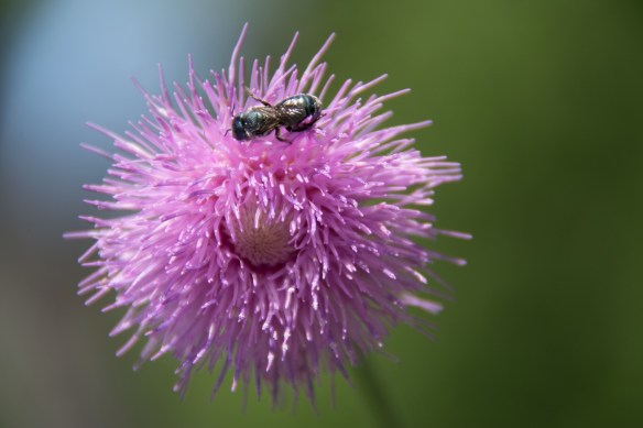 Thistle (3a)