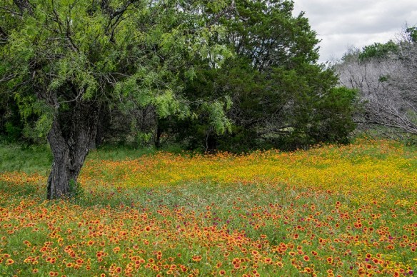 Mesquite Tree and Wildflowers