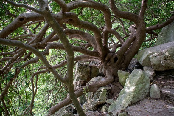 Tree in Japanese Garden