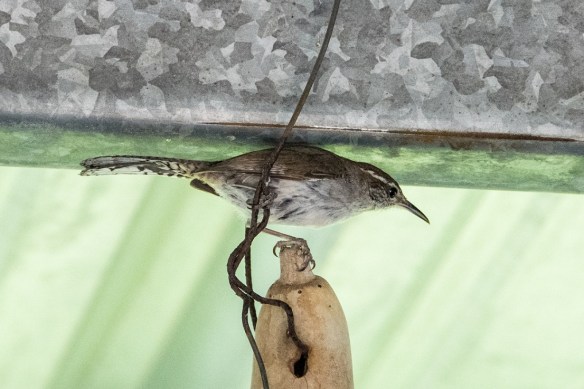 Bewick's Wren