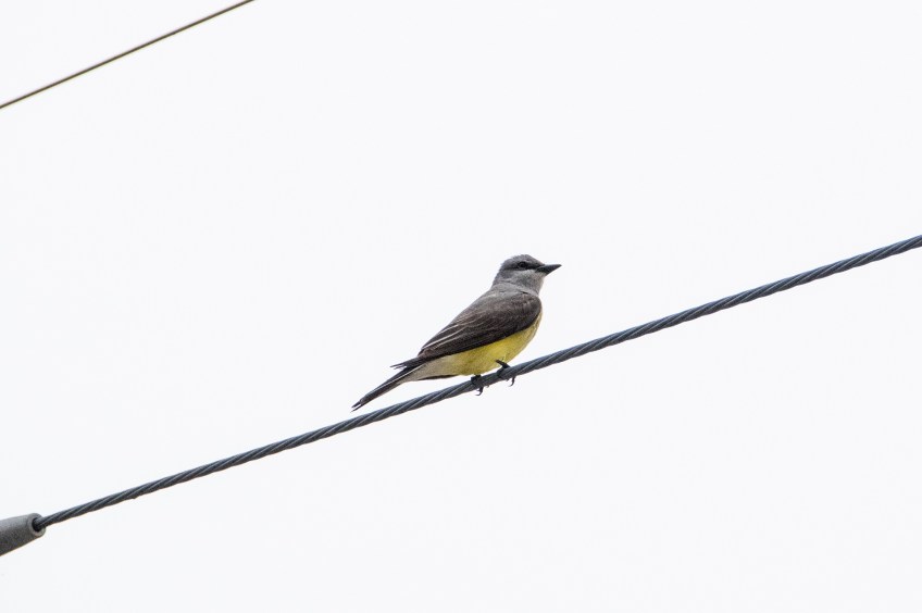 Western kingbird on a very grey day; Belton, Texas