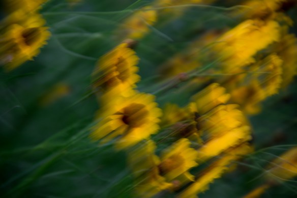 Blurry on purpose 2017 05 (30)