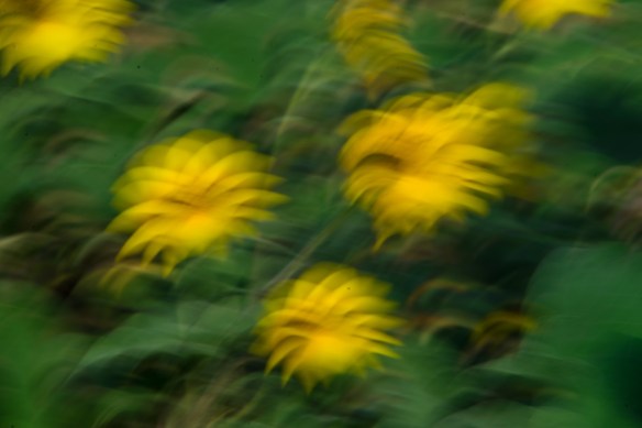 Blurry on purpose 2017 05 (7)