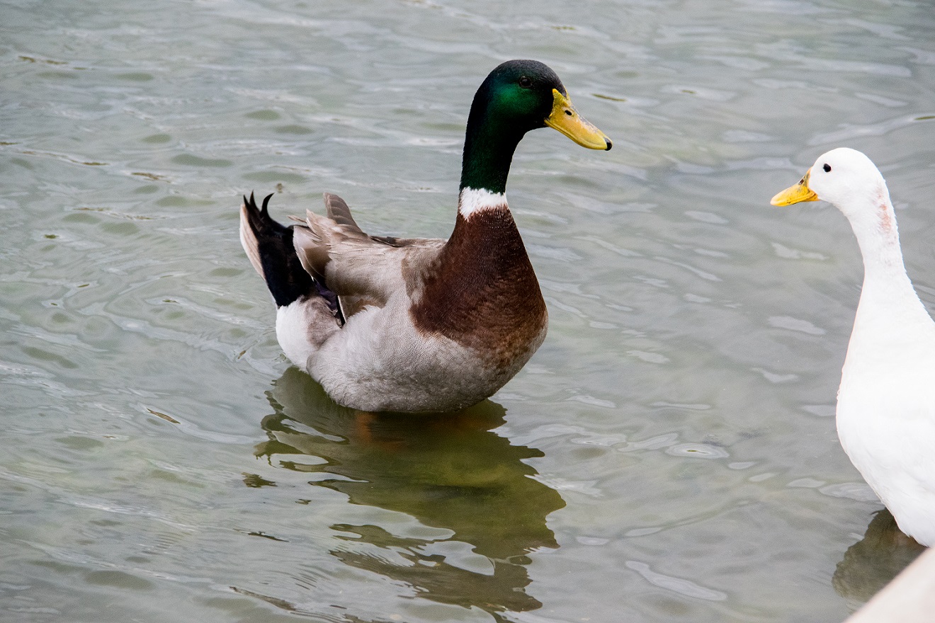 Ducks at Mueller (3)