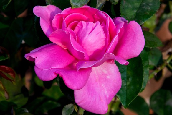 Flowers at Kay's (44)