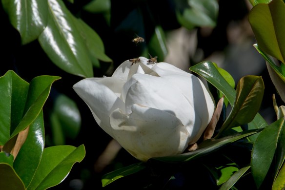 Magnolia (65)