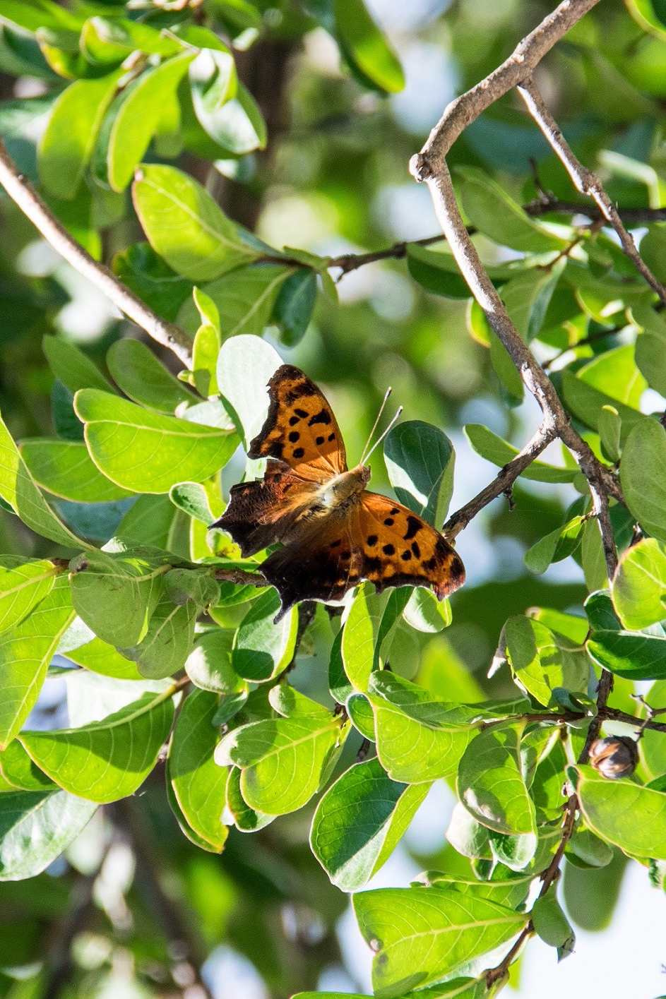Question Mark butterfly (4)