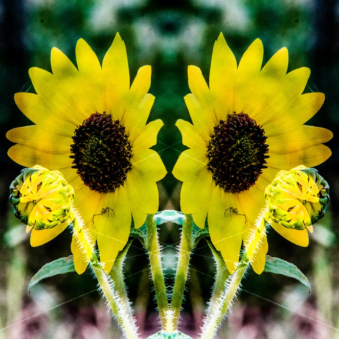 Sunflower and friend montage