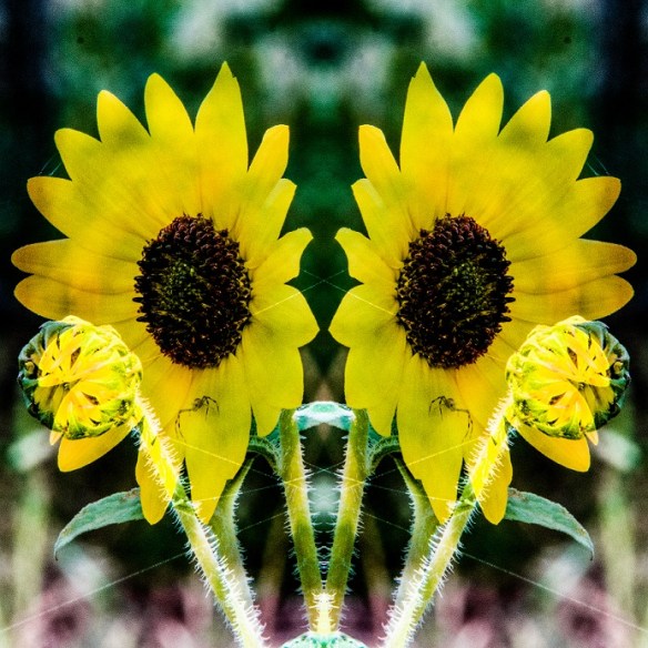 Sunflower and friend montage