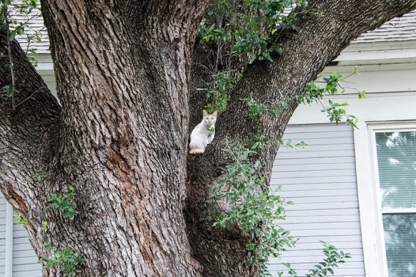 Cat in a tree (1)