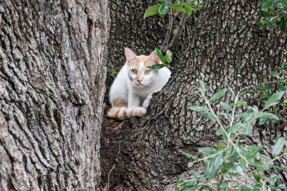 Cat in a tree (2)