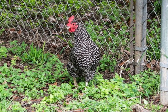 Plymouth Rock chicken (1)