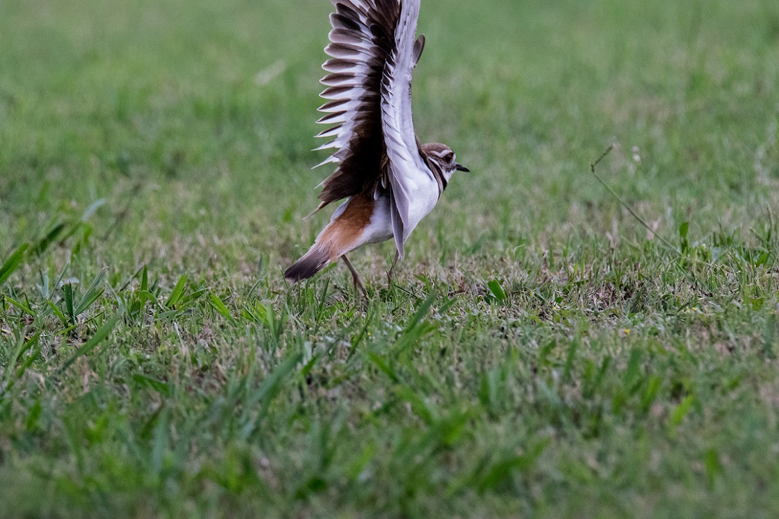 Killdeer family (1)