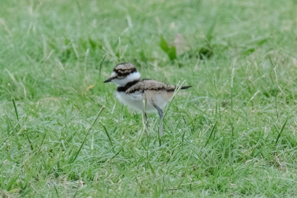 Killdeer family (2)