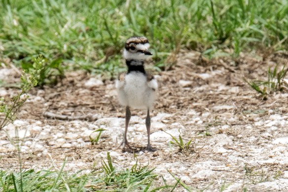 Killdeer family (3)