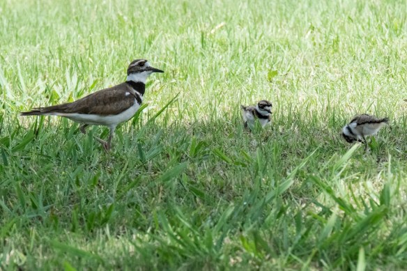 Killdeer family (4)