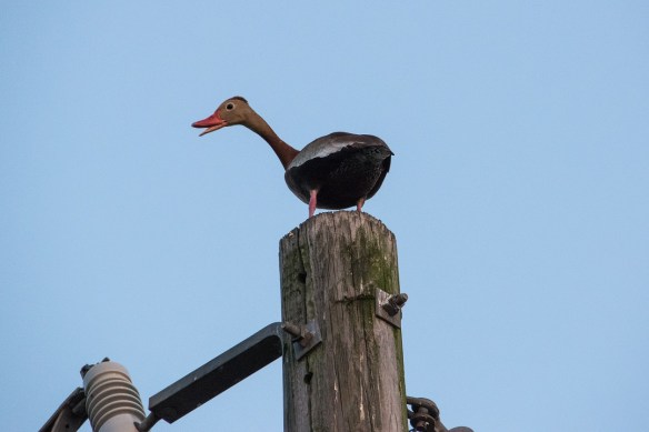 Black-bellied Whistling Duck on utility pole