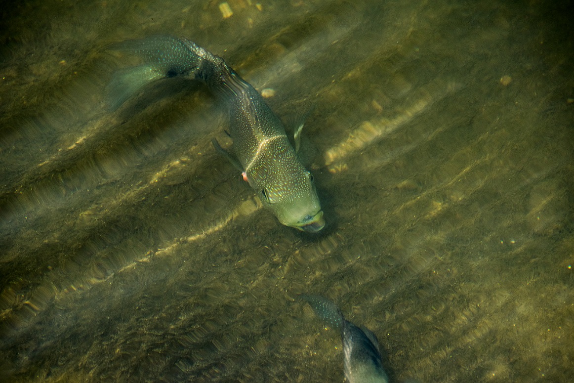 Cichlid in Lady Bird Lake (1)