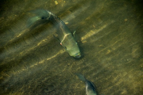Cichlid in Lady Bird Lake (1)