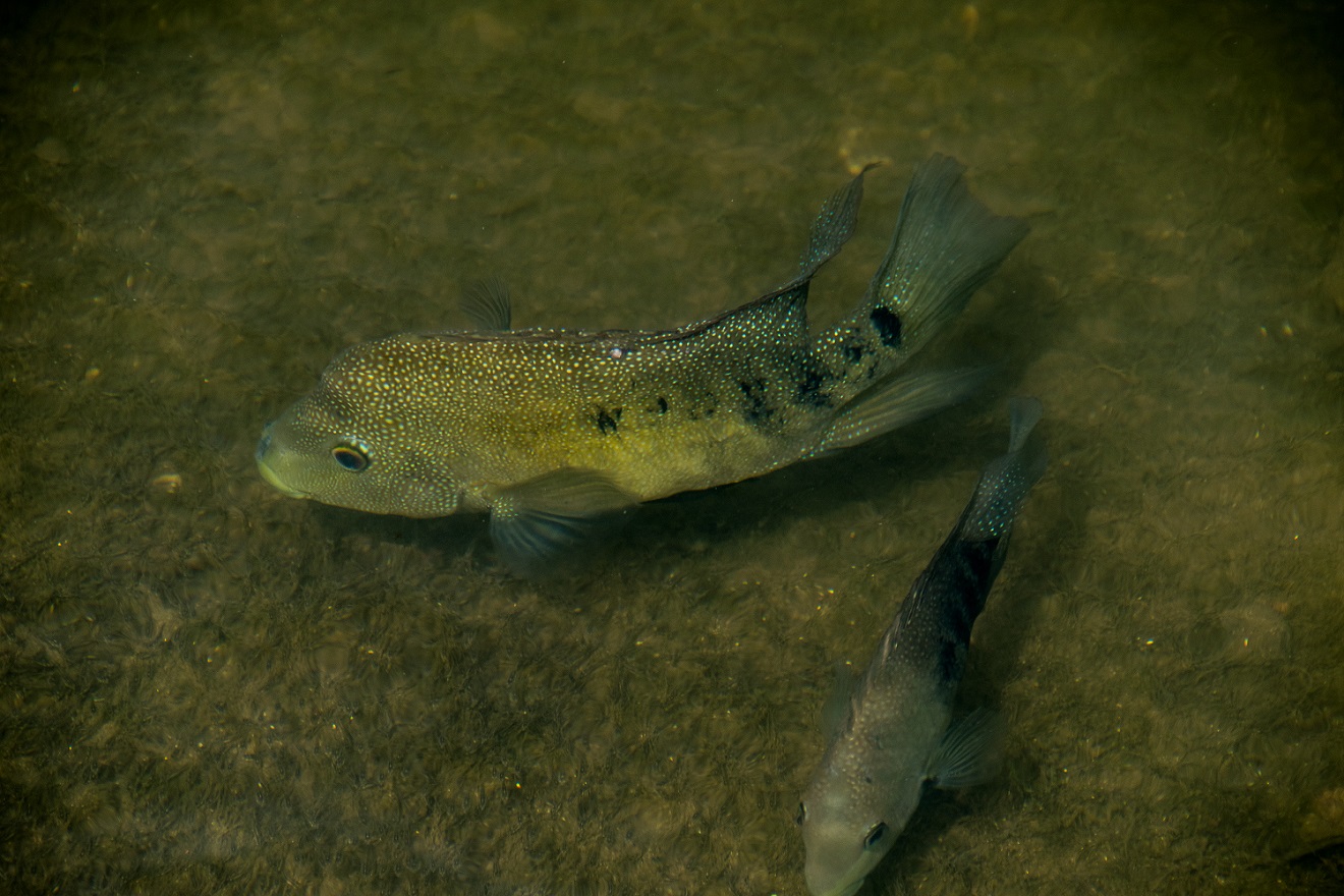 Cichlid in Lady Bird Lake (2)