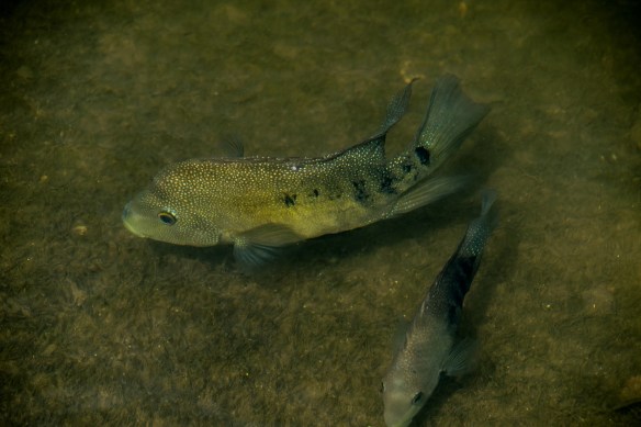 Cichlid in Lady Bird Lake (2)
