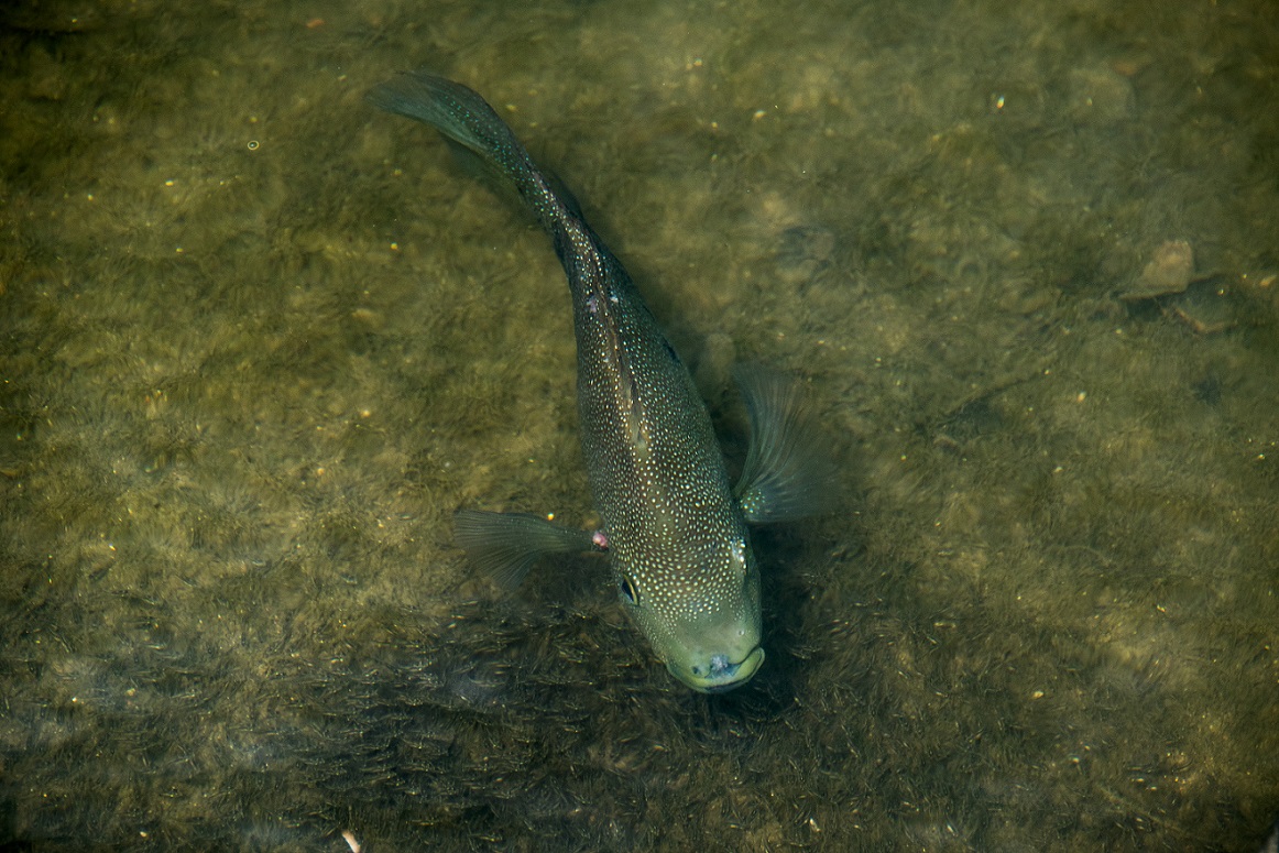 Cichlid in Lady Bird Lake (3)