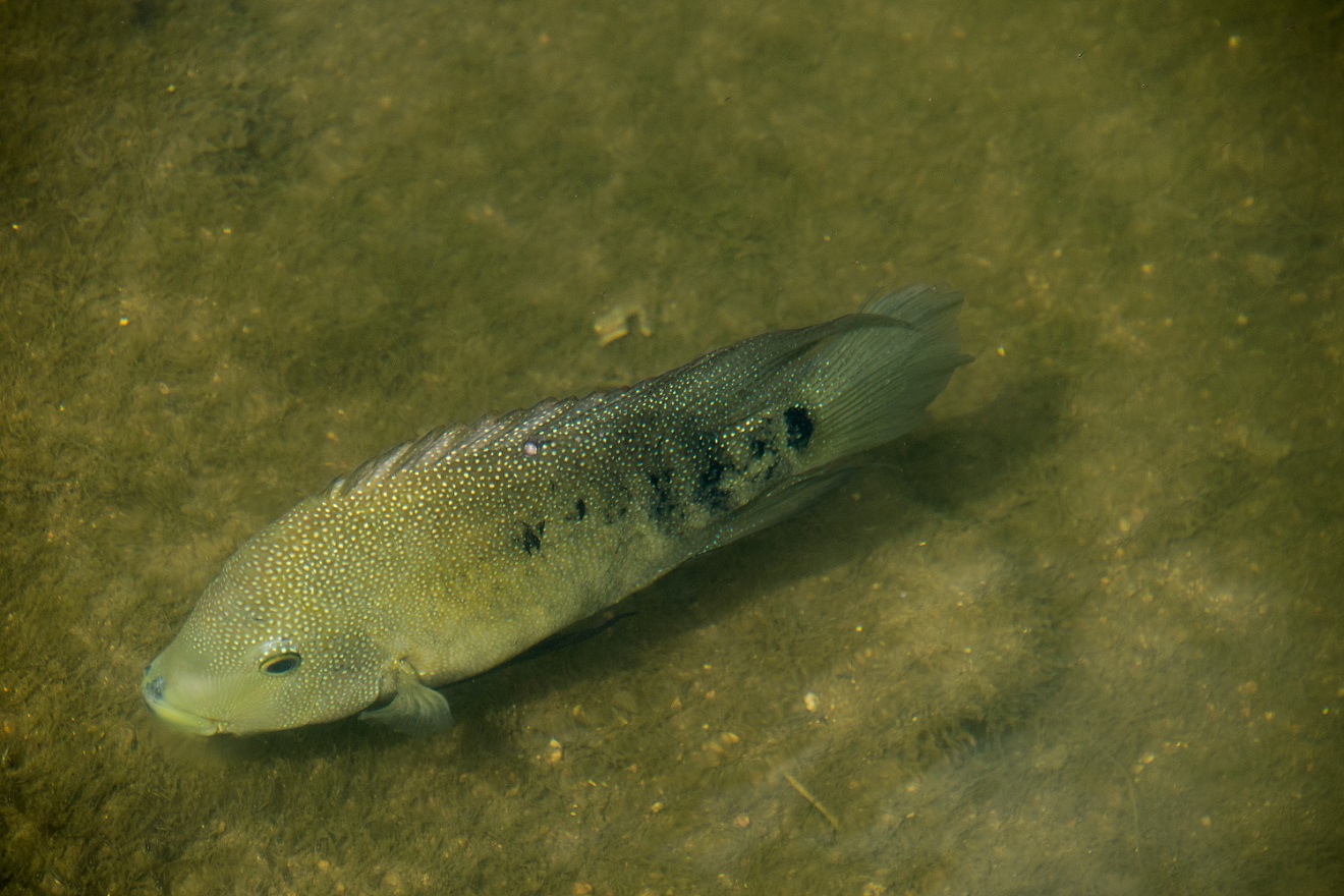 Cichlid in Lady Bird Lake (4)