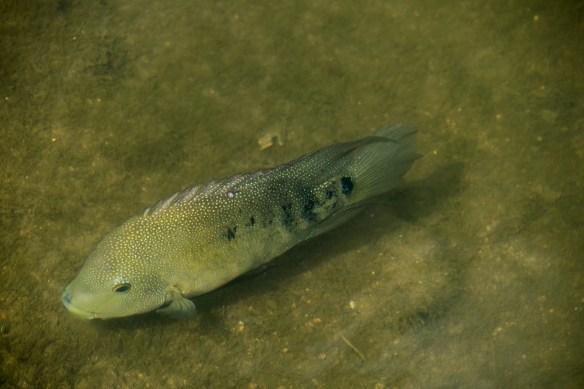 Cichlid in Lady Bird Lake (4)