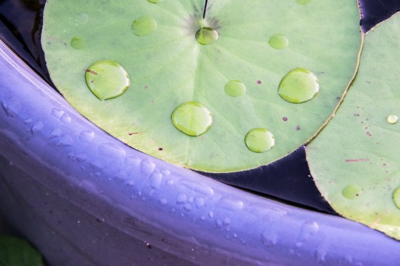 Lily pad