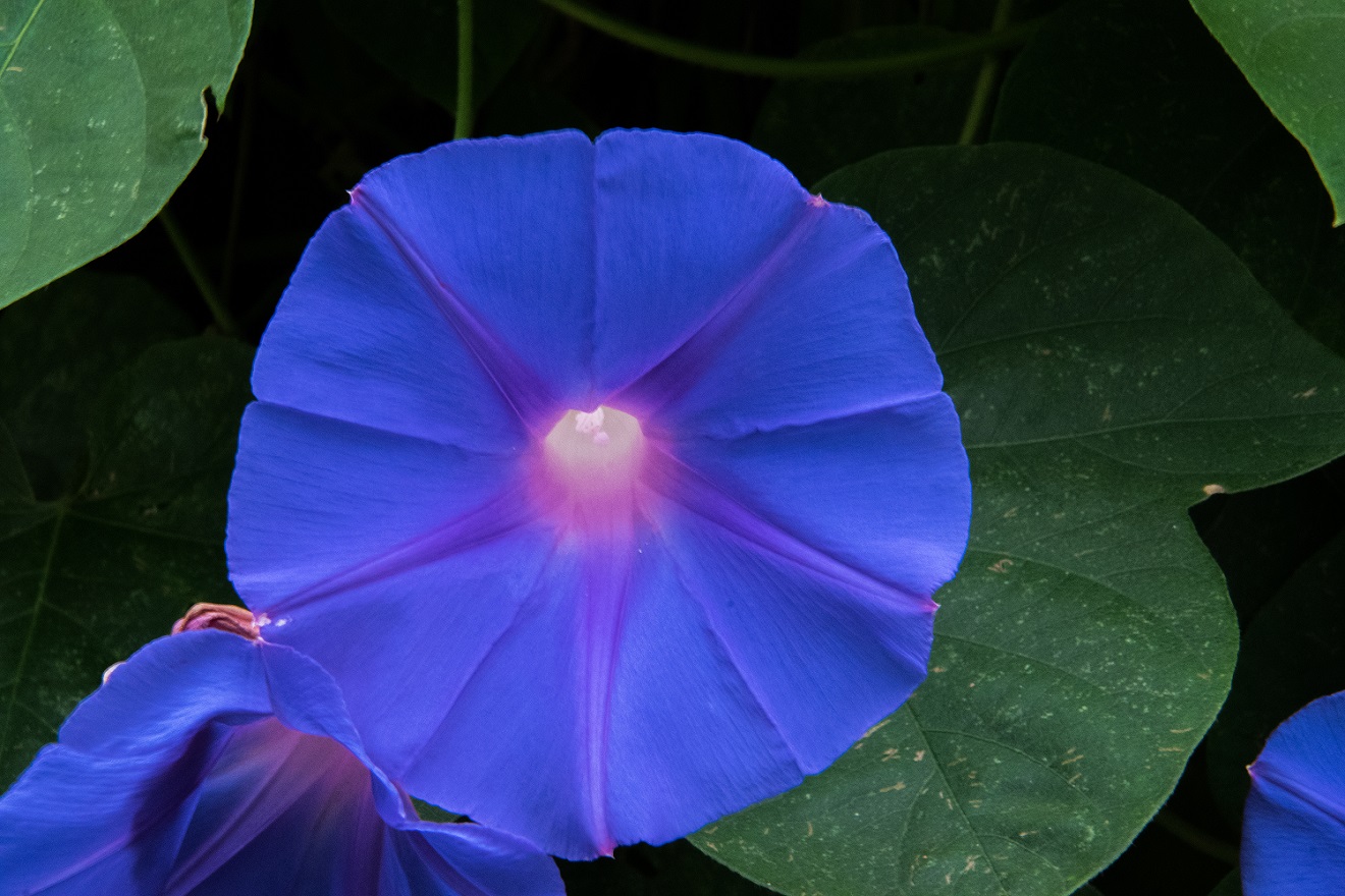 Morning Glories 2017 06 15 (1)