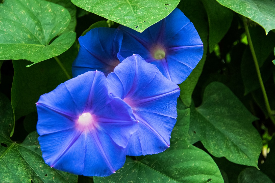 Morning Glories 2017 06 15 (13)