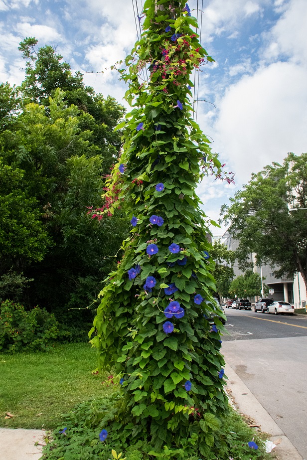 Morning Glories 2017 06 15 (15)