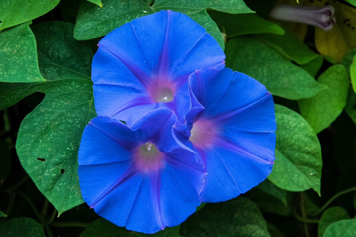 Morning Glories 2017 06 15 (24)