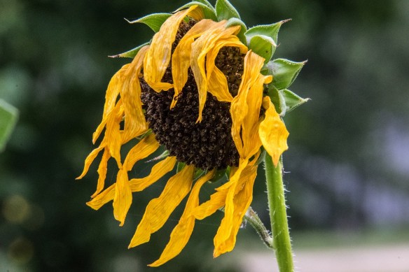 Sunflower fading 2